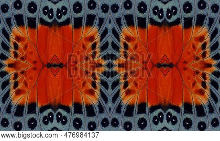 Colorful Red Blue Butterfly Wings Agrias Background Texture, Beautiful Pattern. For Invitations, Not