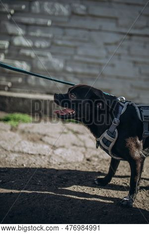 Mixed Breed Small Black Dog On A Long Blue Leash Outside Along The Sidewalk.   Daytime
Concept: Dog 