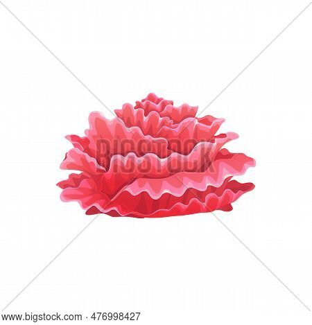Cartoon Underwater Laver Seaweed Plant. Aquarium And Sea Algae. Tropical Sea Water Plant, Ocean Unde