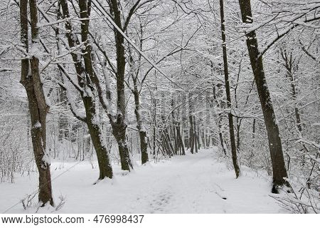 Trees Covered In Snow And Alley In The Park On A Winter Morning, Trivale Forest Park, (padurea Triva