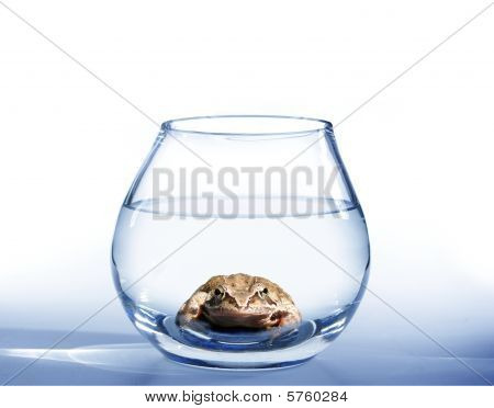 Frog i akvariet
