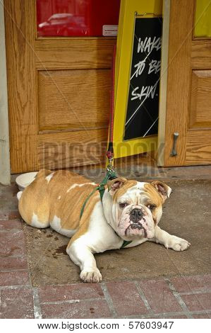 English Bulldog
