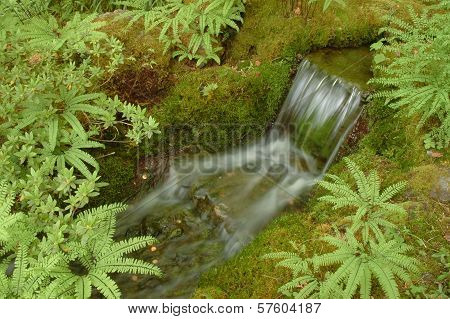 Small Waterfall In Deep Forest In Japan