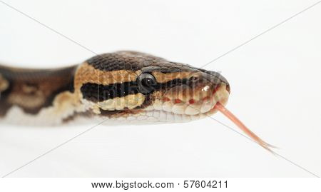 Ball Python Close Up