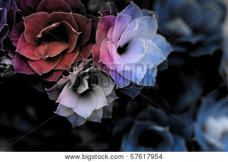 Kalanchoe Flower Blossoms