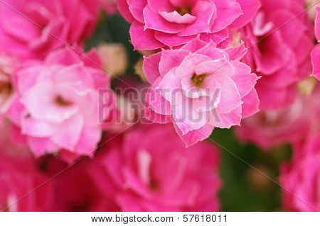 Kalanchoe Flower Blossoms