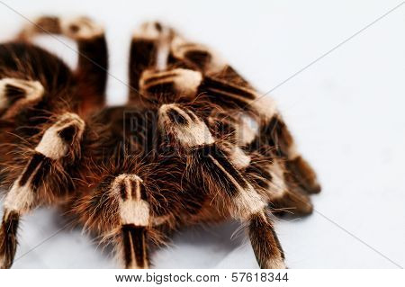 Beautiful Spider
