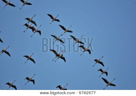 flamingolar uçan