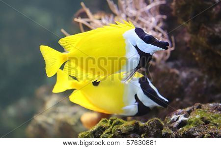 Close-up view of a Foxface rabbitfish