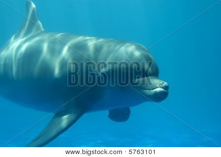Delfini