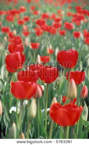 Rode tulpen