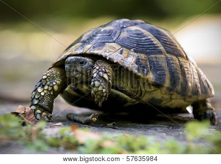 Forest Turtle
