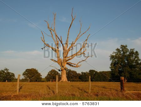 King of the Field