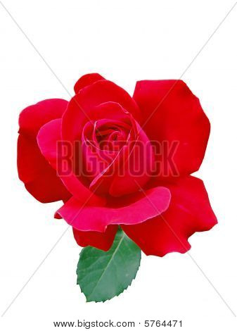 Red Rose in Farbe