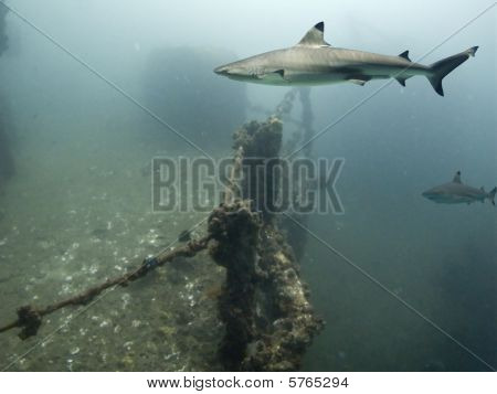 ปลาฉลาม