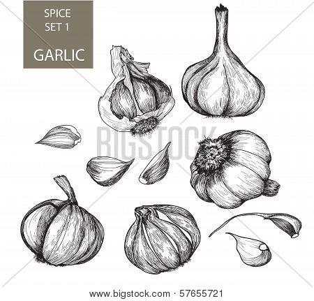 Garlic