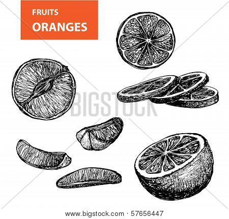 Oranges - set of vector illustrations