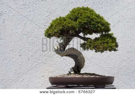 Bonsai ağacı