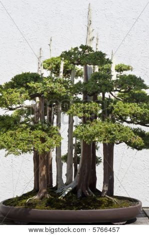 Bonsai ağacı