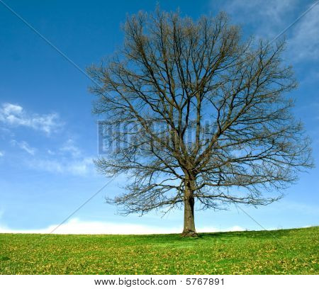 Magányos Tree2