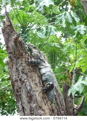 Iguana coda spinosa