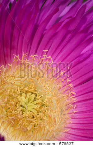 Pink Flower