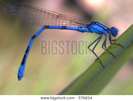 Dragonfly