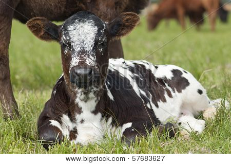 Resting Nguni