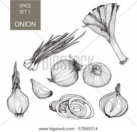 Onion. Set of illustrations