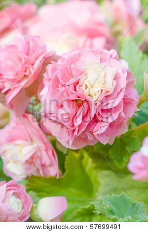 Numerous Bright Pink Flowers Of Tuberous Begonias (begonia Tuberhybrida)