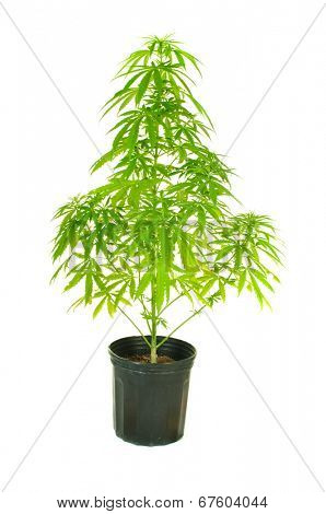 Cannabis plant in a pot isolated on white