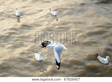 Flying Seagulls In Action At Bangpoo
