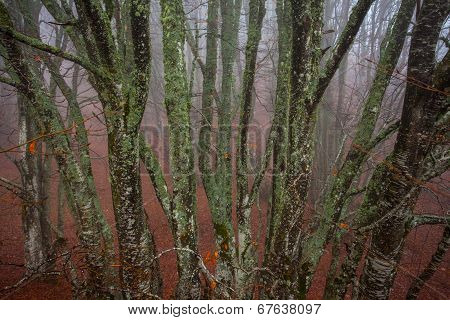 Autumn Landscape, Trees In The Mist At Dawn