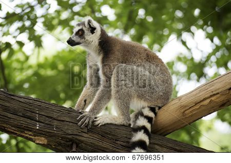 Ring-tailed Lemur Sitting