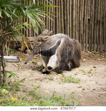 Giant Ant Eater Walking