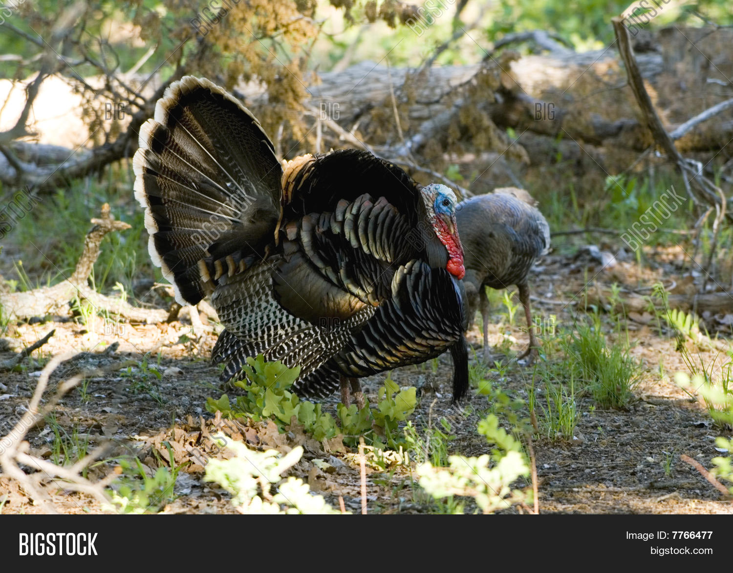 Wild Turkey Full Strut Image & Photo (Free Trial) Bigstock