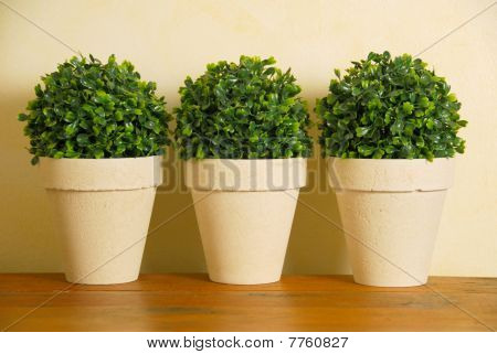 Tre dekorative potteplanter
