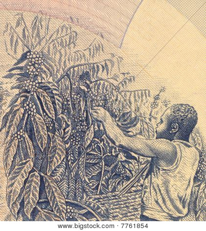 UGANDA - CIRCA 1983: Cosecha de café