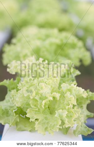 Closeup Green Coral Plants On Hydrophonic Farm