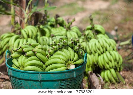 comb of bananas