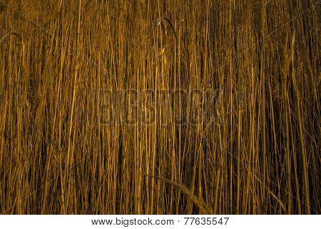 Reed