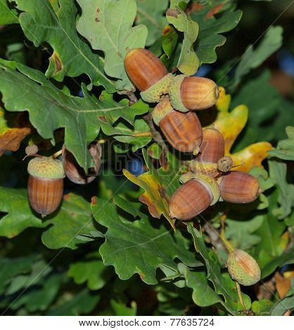 Acorns Oak, Southern Bohemia