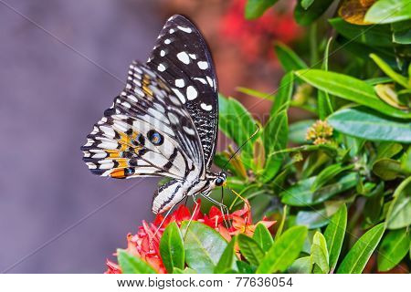 Lime Butterfly