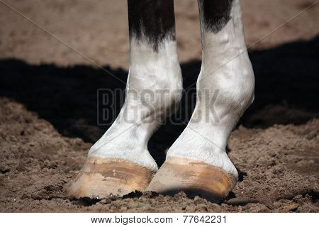 Close Up Of Horse Legs