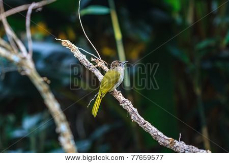 Mountain Bulbul ( Ixos Mcclellandii ) In Nature