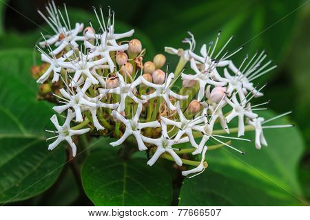 Beautiful Wild Flower In Forest