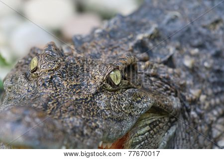Eyes Crocodiles In The Zoo Background And Texture