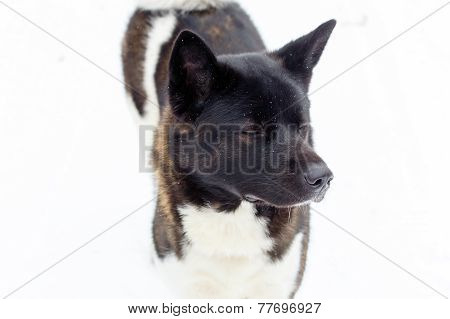 Akita Dog Breed With A Black Muzzle Winter In The Snow