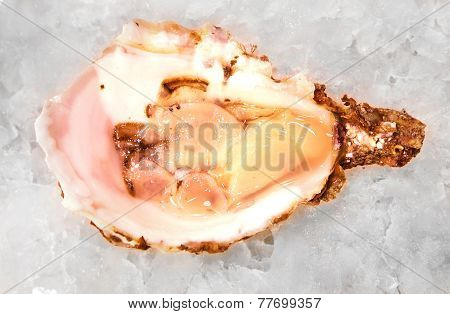 Oyster Mediterranean Sea Food Fresh On Ice Barcelona Market