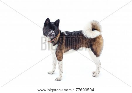 Akita Dog Breed With A Black Muzzle Winter In The Park